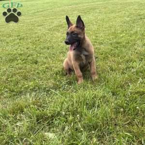 Boston, Belgian Malinois Puppy