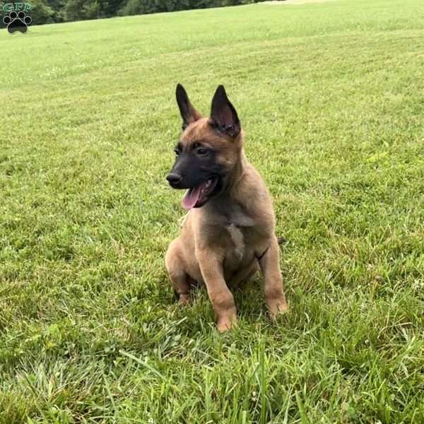 Boston, Belgian Malinois Puppy