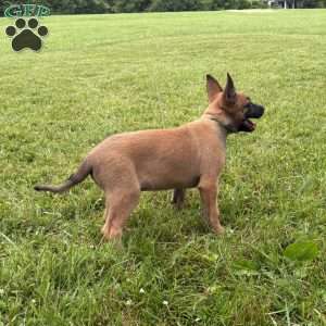 Boston, Belgian Malinois Puppy