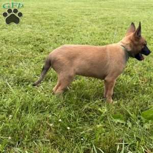 Boston, Belgian Malinois Puppy