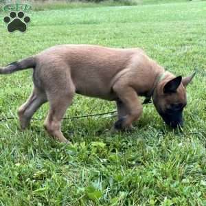 Boston, Belgian Malinois Puppy