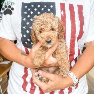 Merk, Mini Goldendoodle Puppy