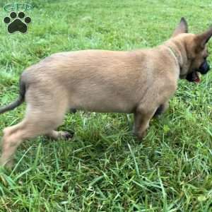 Boston, Belgian Malinois Puppy