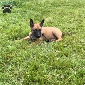 Boston, Belgian Malinois Puppy