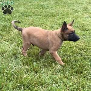 Boston, Belgian Malinois Puppy