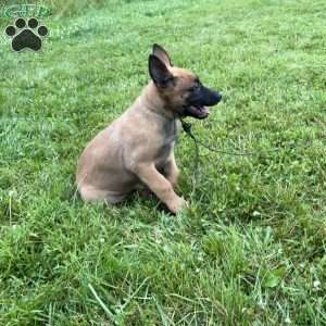 Boston, Belgian Malinois Puppy