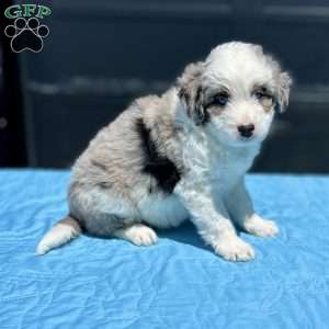 Benji, Mini Aussiedoodle Puppy