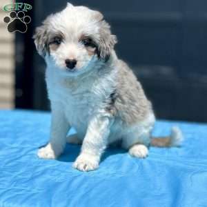 Benji, Mini Aussiedoodle Puppy