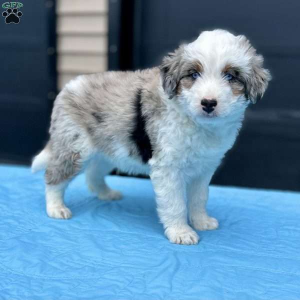 Benji, Mini Aussiedoodle Puppy