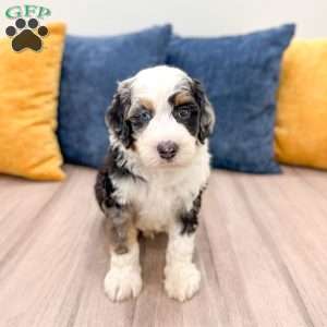Charlie, Mini Bernedoodle Puppy