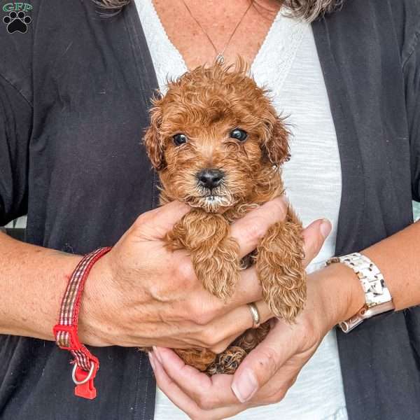 Kai, Cavapoo Puppy