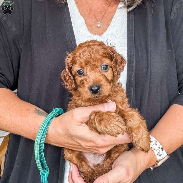 Kash, Cavapoo Puppy