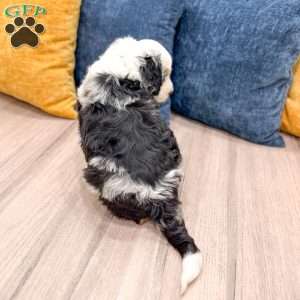 Charlie, Mini Bernedoodle Puppy