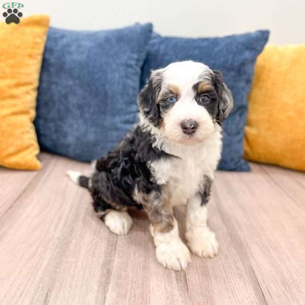 Charlie, Mini Bernedoodle Puppy