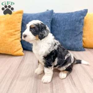 Charlie, Mini Bernedoodle Puppy