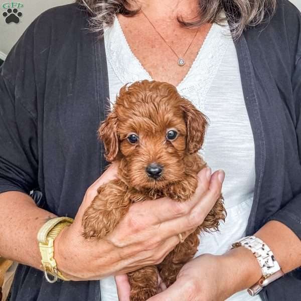 Kane, Cavapoo Puppy