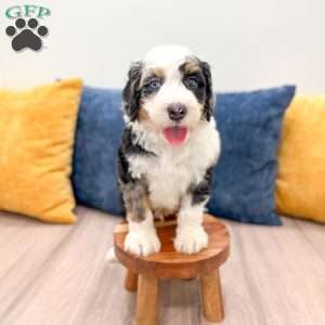 Charlie, Mini Bernedoodle Puppy