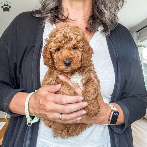 Mica, Mini Goldendoodle Puppy