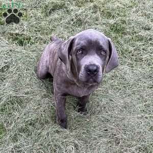 Peyton, Cane Corso Puppy
