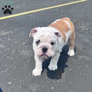 Tica, English Bulldog Puppy