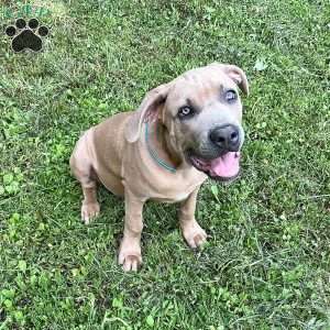 Peanut, Cane Corso Puppy