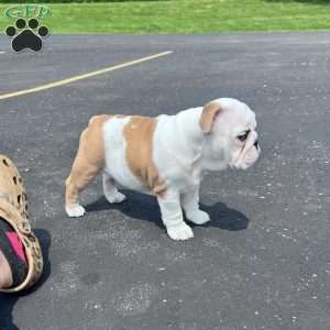 Tica, English Bulldog Puppy