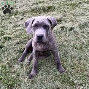 Parker, Cane Corso Puppy
