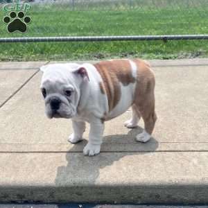 Tica, English Bulldog Puppy