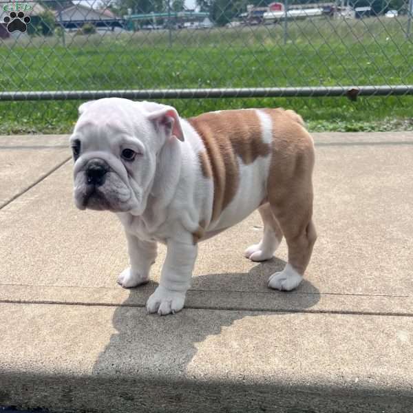 Tica, English Bulldog Puppy