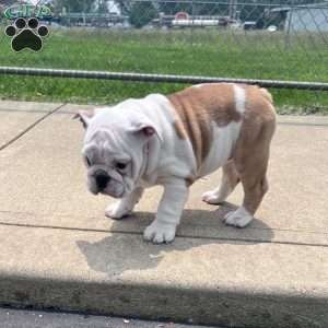 Tica, English Bulldog Puppy