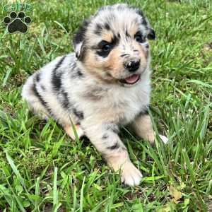 Flynn, Australian Shepherd Puppy