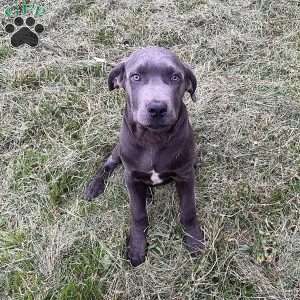 Phoenix, Cane Corso Puppy