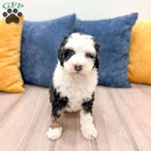 Cinnamon, Mini Bernedoodle Puppy