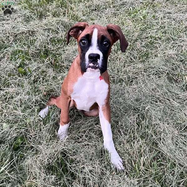Orlando, Boxer Puppy