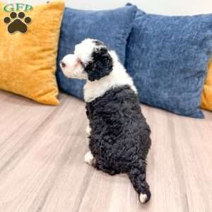 Cinnamon, Mini Bernedoodle Puppy