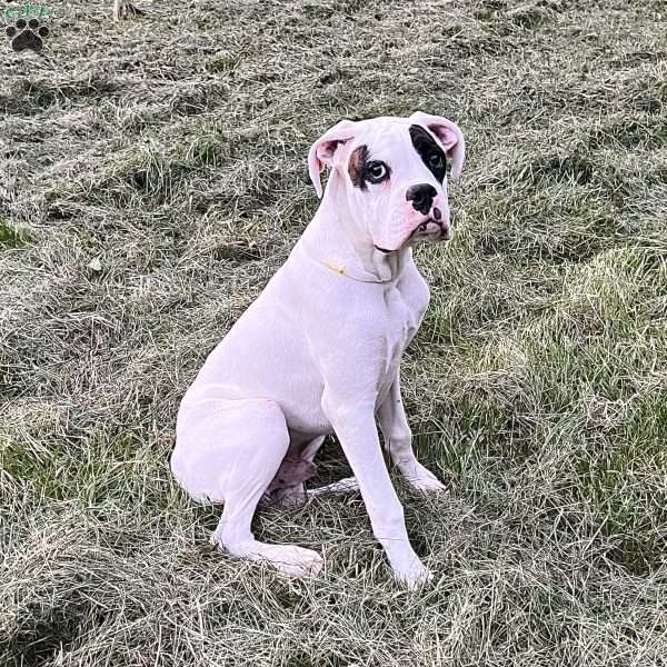Neill, Boxer Puppy