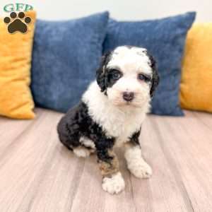Cinnamon, Mini Bernedoodle Puppy
