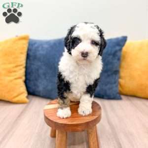 Cinnamon, Mini Bernedoodle Puppy
