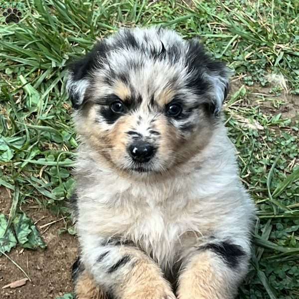 Flynn, Australian Shepherd Puppy