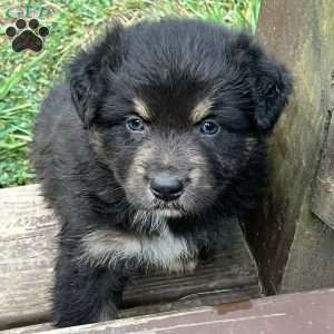 Robin, Australian Shepherd Puppy