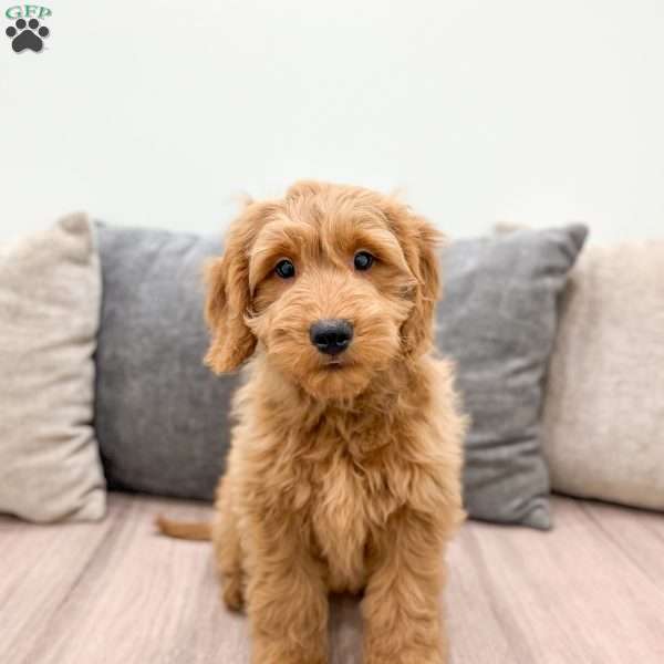 Charlie, Mini Goldendoodle Puppy