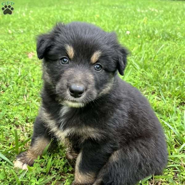 Elsa, Australian Shepherd Puppy