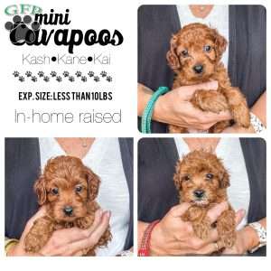 Kash, Cavapoo Puppy