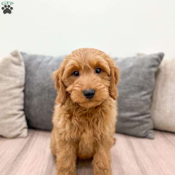Chase, Mini Goldendoodle Puppy