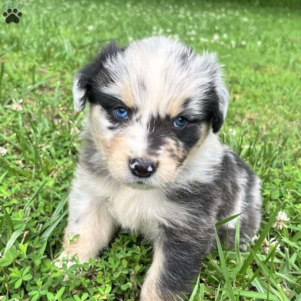 Prince, Australian Shepherd Puppy