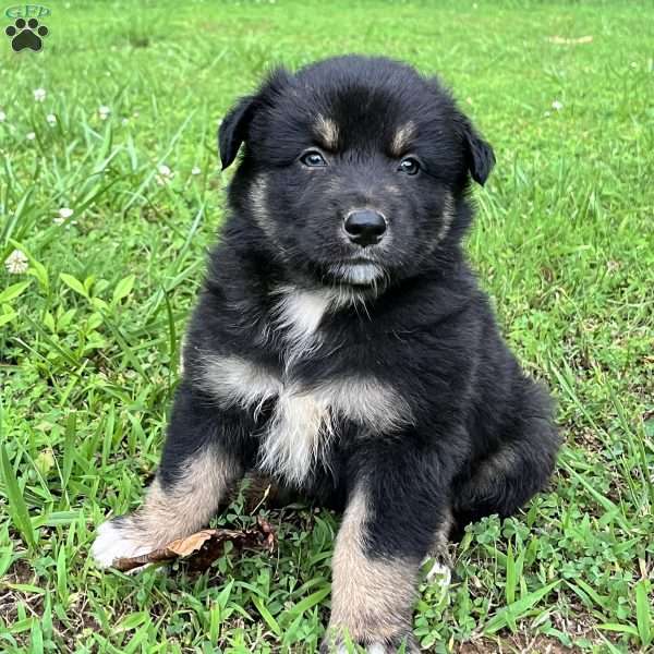 Aladdin, Australian Shepherd Puppy