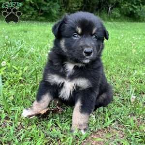 Aladdin, Australian Shepherd Puppy