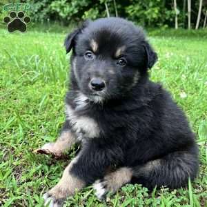 Aladdin, Australian Shepherd Puppy