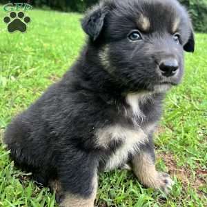 Aladdin, Australian Shepherd Puppy
