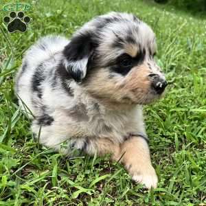 Flynn, Australian Shepherd Puppy